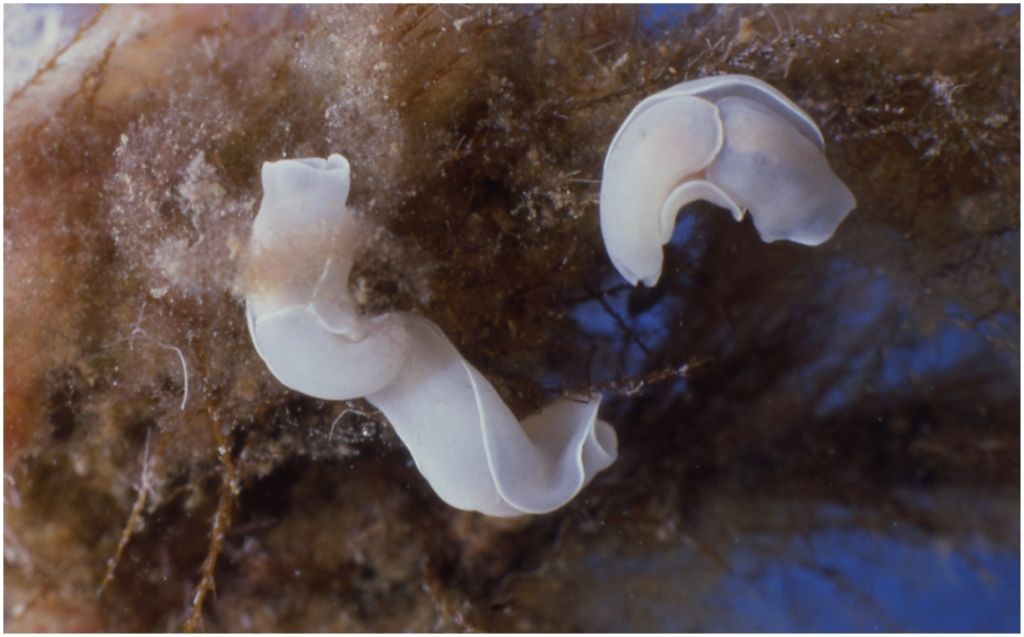 Philinopsis miqueli Pelorce, Horst & Orarau, 2013